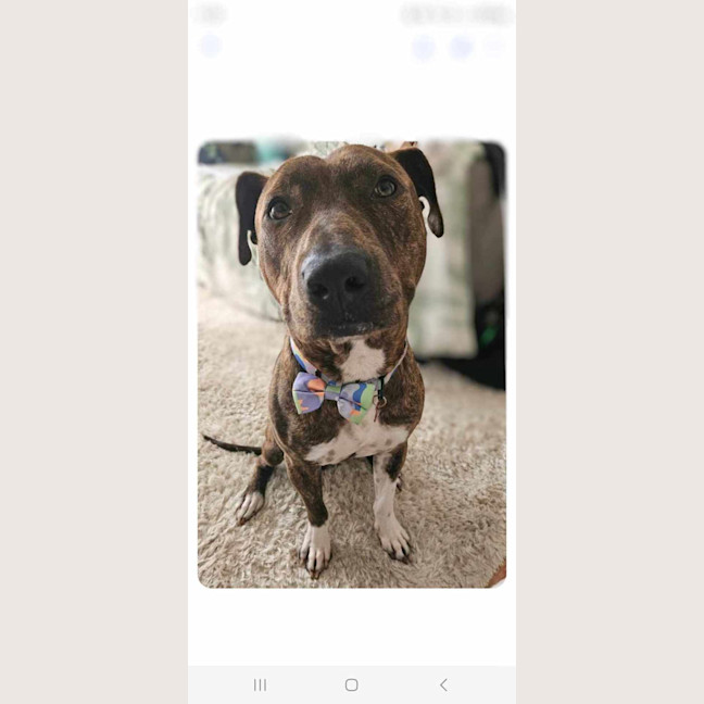 Photo of Duke 