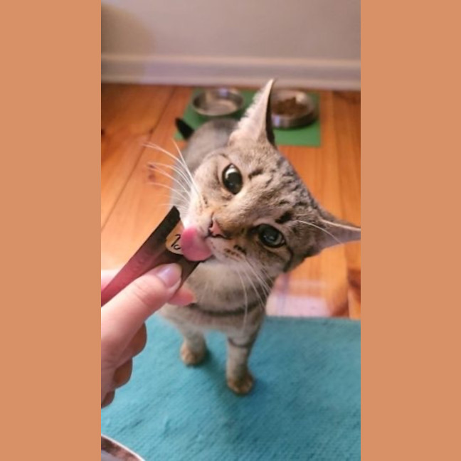 Photo of Shadow