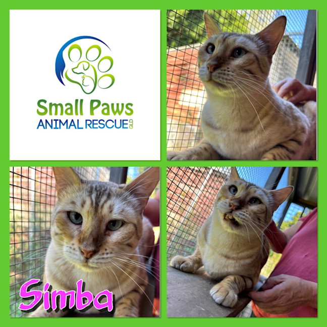 Photo of Simba