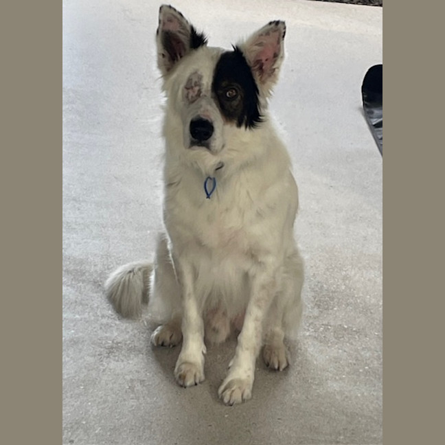 Photo of Phantom *$350 Adoption Fee* 