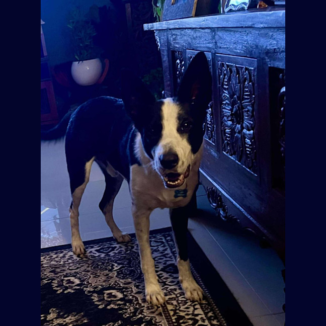 Photo of Finn
