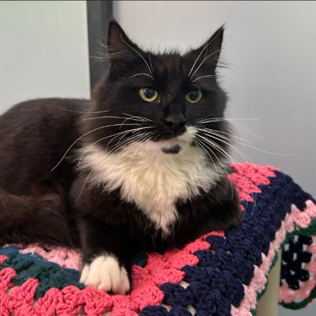 Photo of Cosmo 