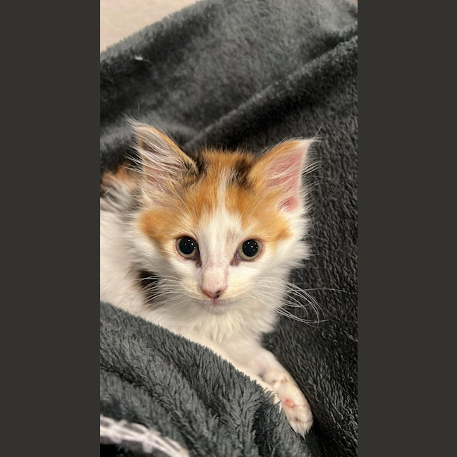 Photo of Betty