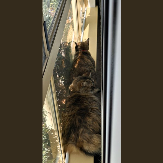 Photo of Misty