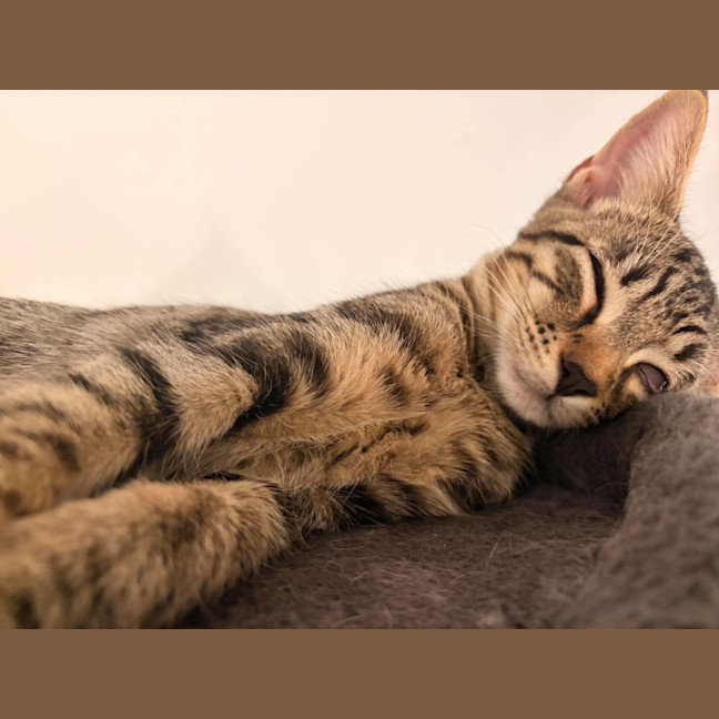 Photo of Woody