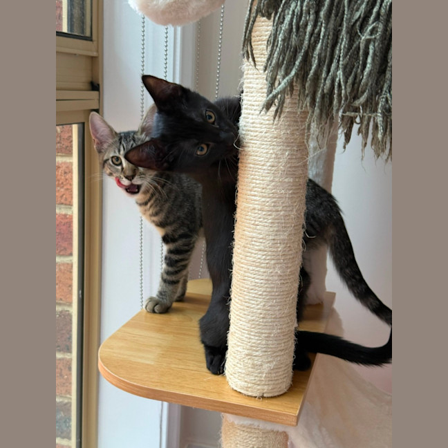Photo of Cheddar