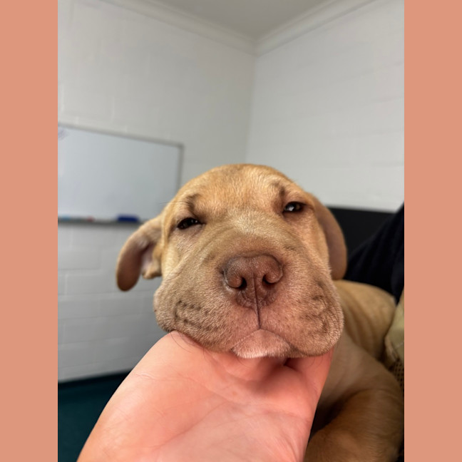 Photo of Beebee 