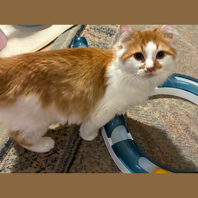 Photo of Simba