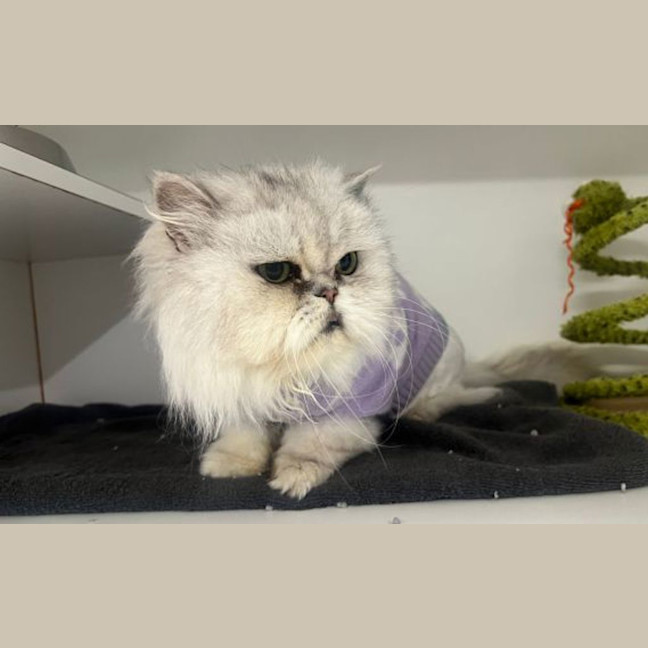 Photo of Casper