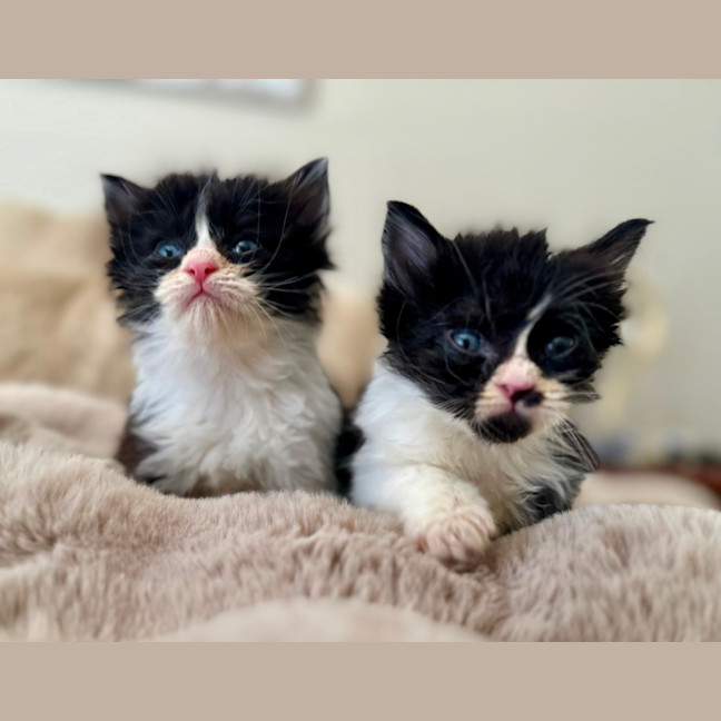 Photo of Charlie And Chaplin 
