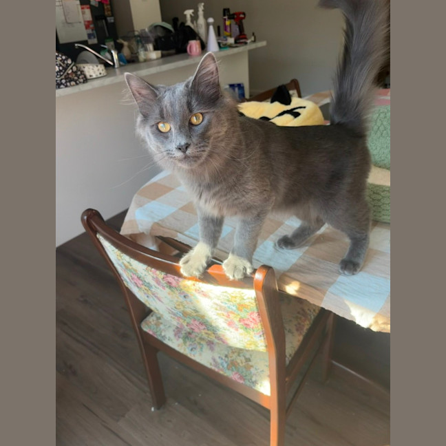 Photo of Basil