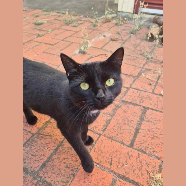 Photo of Sweet Dee   Located In Melton