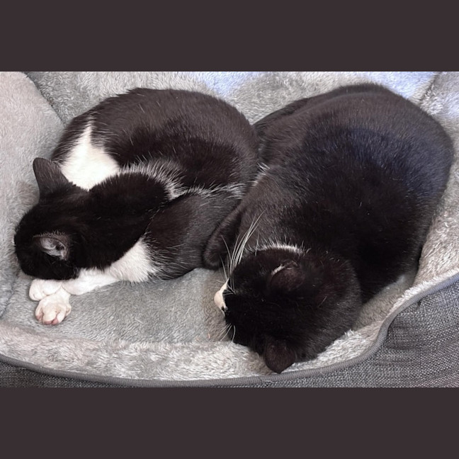 Photo of Lily & Delilah 