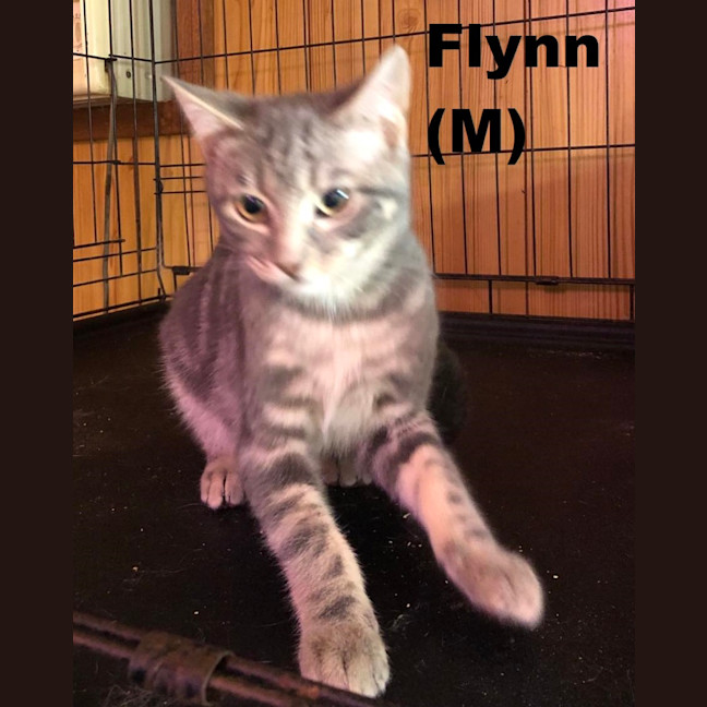 Photo of Flynn