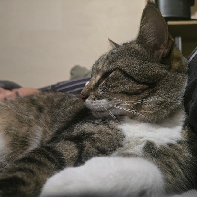 Photo of Pepper