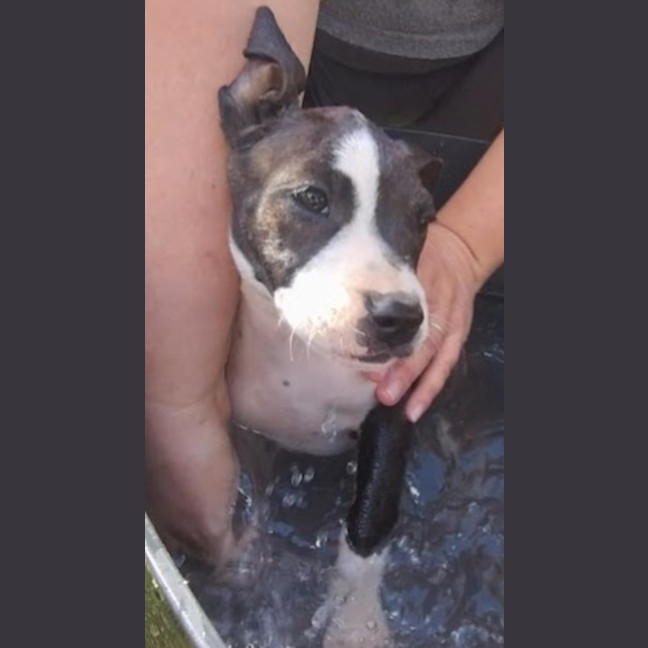 Photo of Lexie 🎯Adorable Staffy Puppy