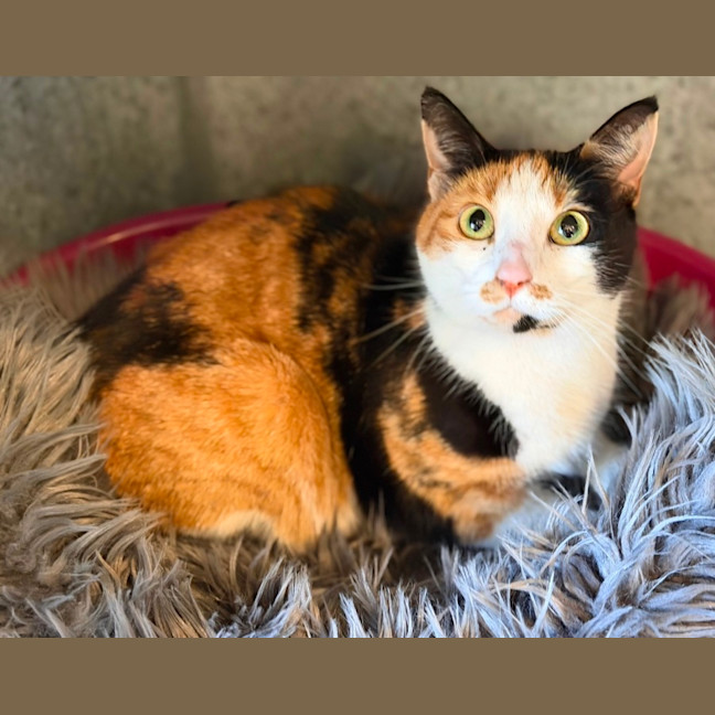 Photo of Luna