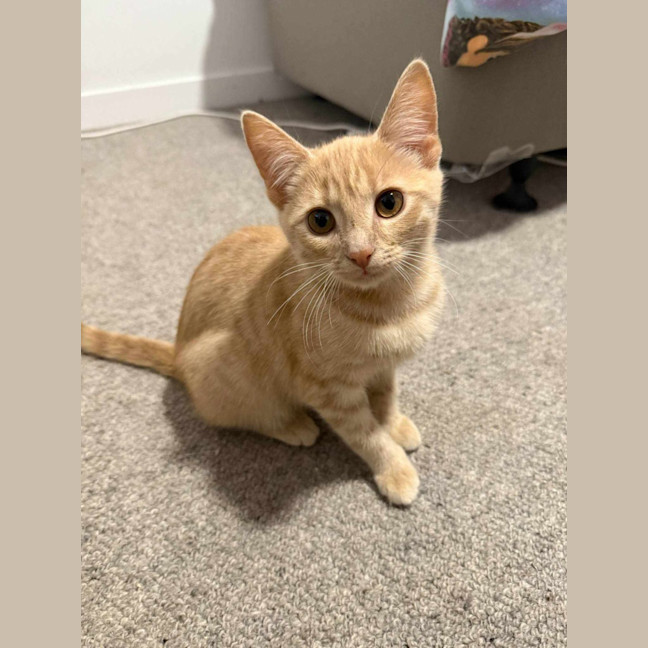 Photo of Hahn**2nd Chance Cat Rescue**
