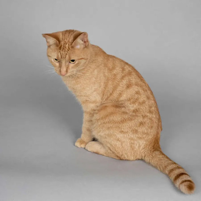 Photo of Garfield 