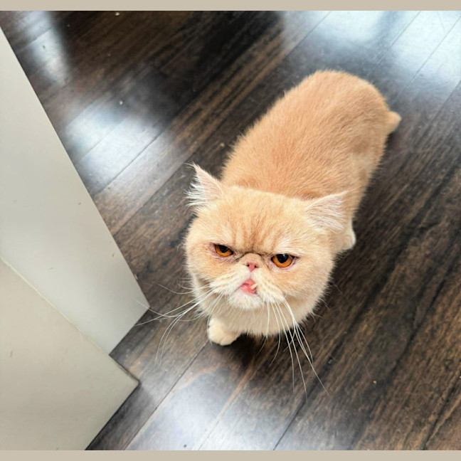 Photo of 🍨Mochi🍨