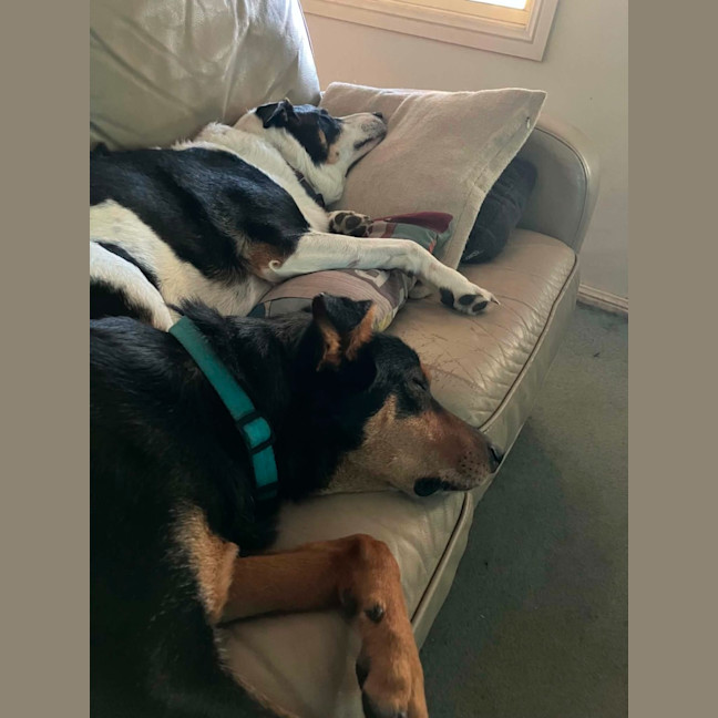 Photo of Buddy   9 Year Old Kelpie