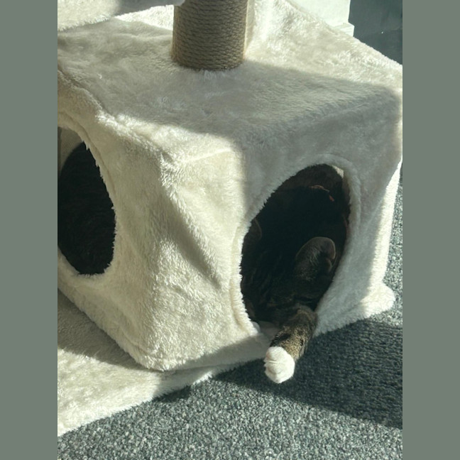 Photo of Nova
