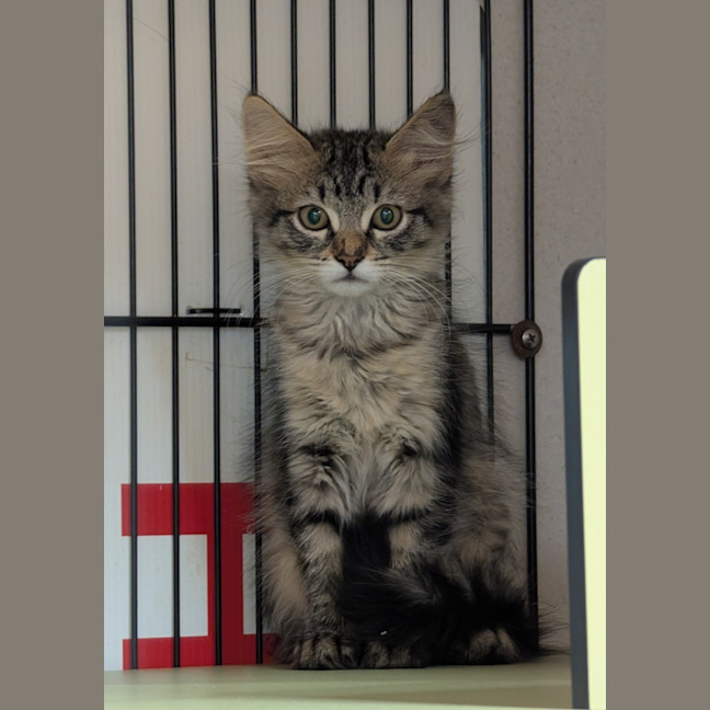 Photo of Cleo