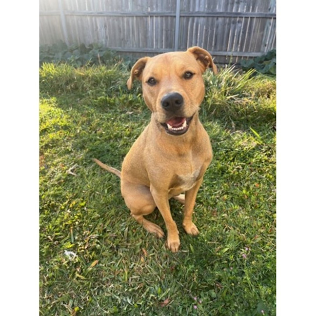 Photo of Edna *$250 Adoption Fee*