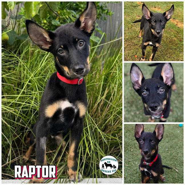 Photo of Raptor