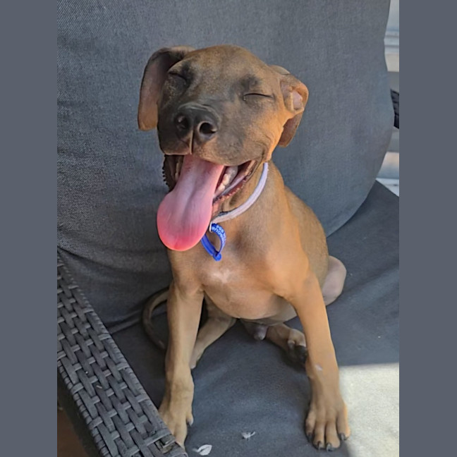 Photo of Theodore   16 Week Old Mixed Breed (Trial)