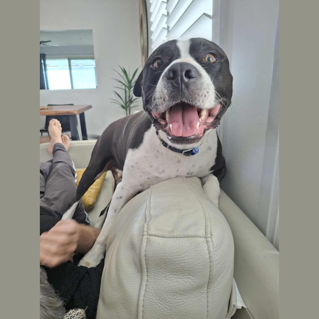 Photo of Zeus   5 Year Old Staffy X