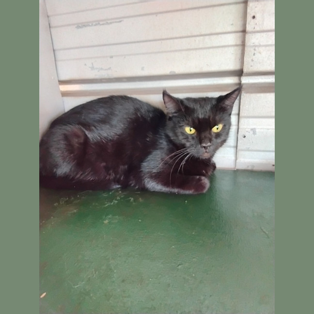 Photo of Blackie