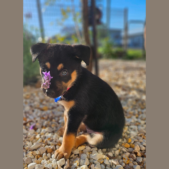 Photo of Peach   7 Week Old Kelpie X Husky (Trial)