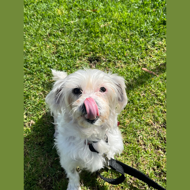 Photo of Mochi