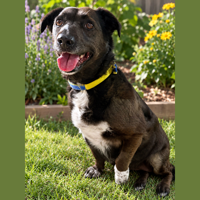 Photo of Josie