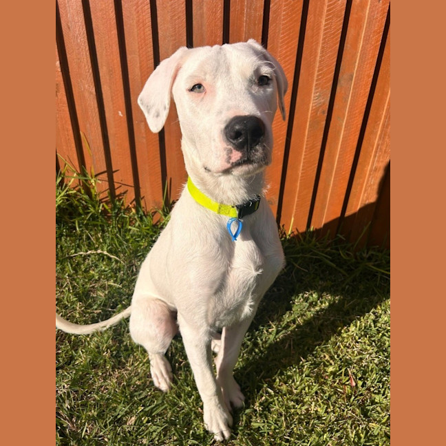 Photo of Chevy