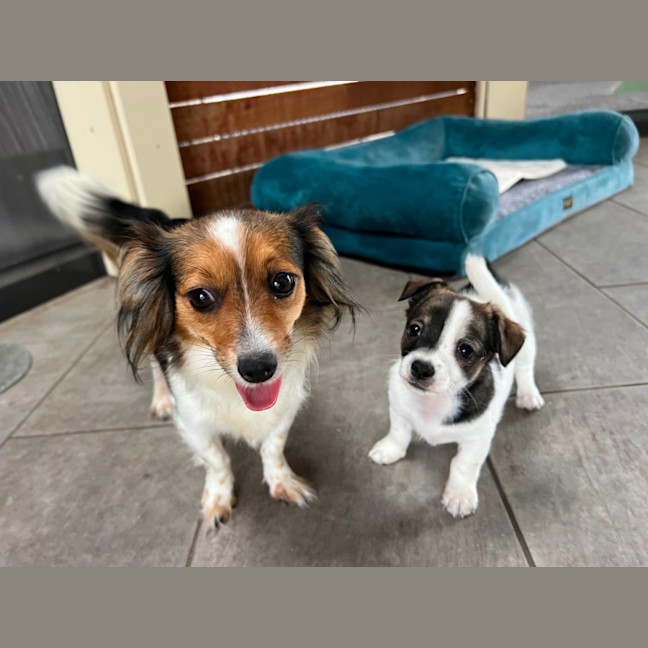 Photo of Poppy And Her Pups