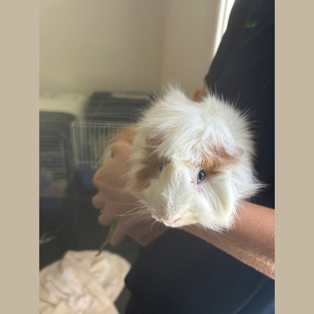 Photo of Spotty