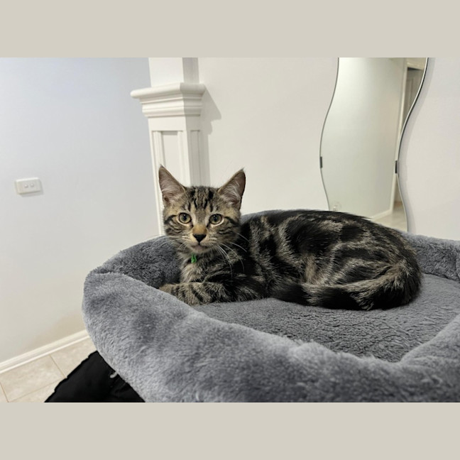 Photo of Ash