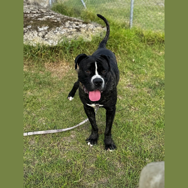 Photo of Junior (65868)