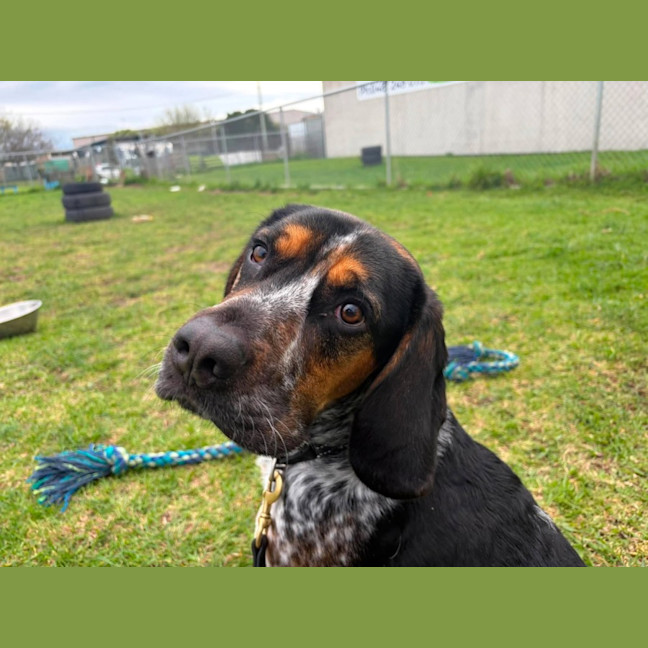 Photo of Paddy (68443)
