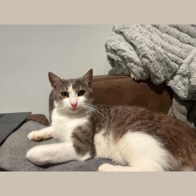 Photo of Phoebe *9 Lives Project Rescue*