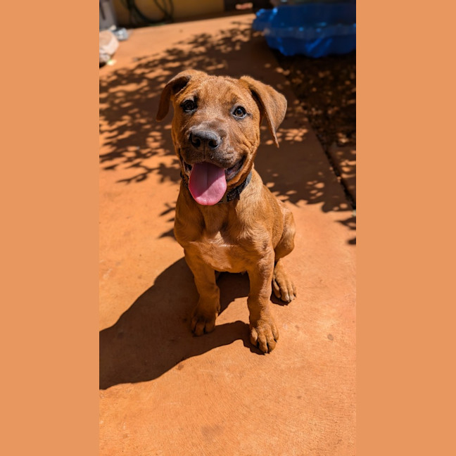 Photo of Ranger