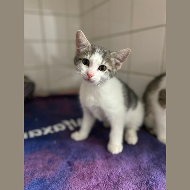 Photo of Rafiki