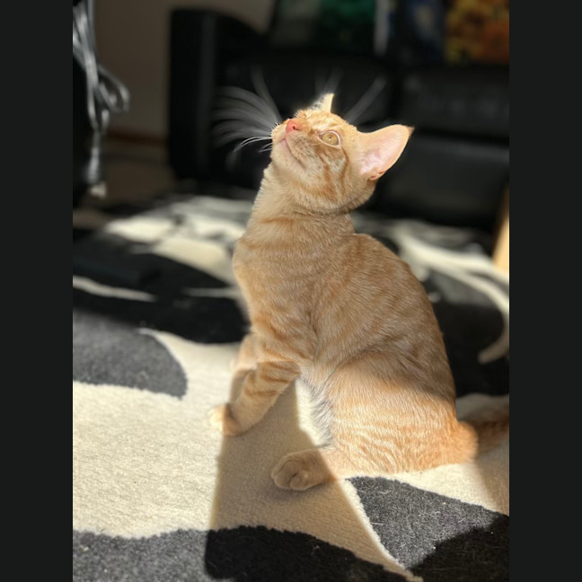 Photo of George   Located In Lower Plenty