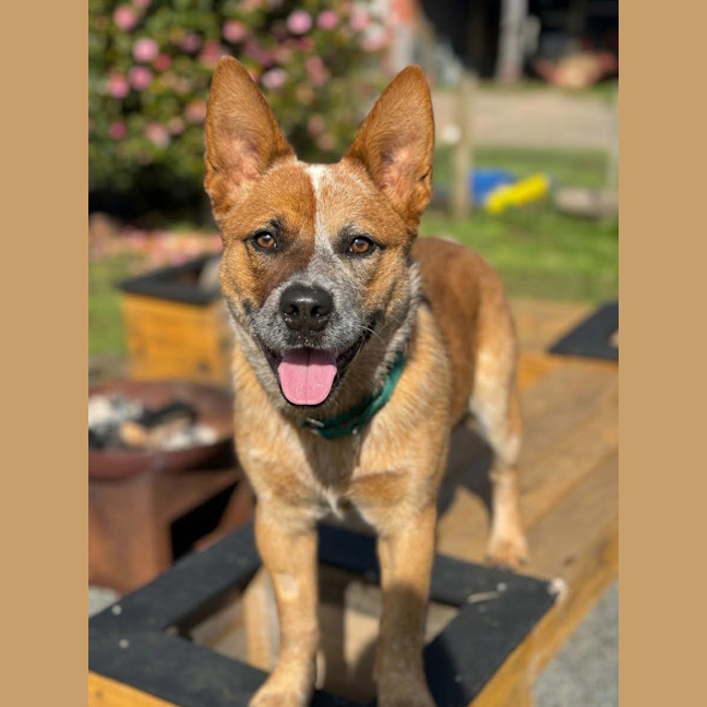 Photo of Marley