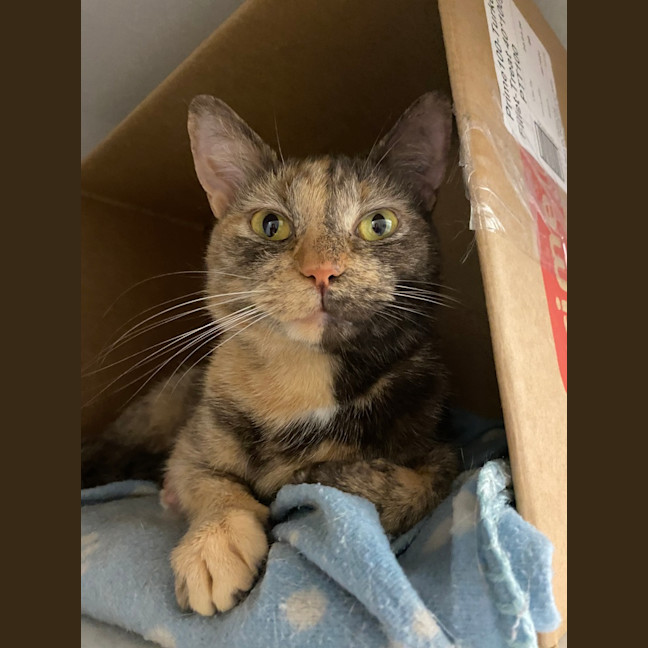 Photo of Cookie