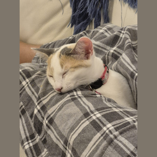 Photo of Nala And Zazu