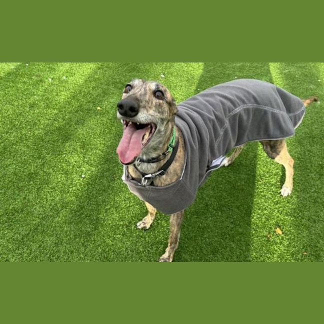 Photo of Bingo