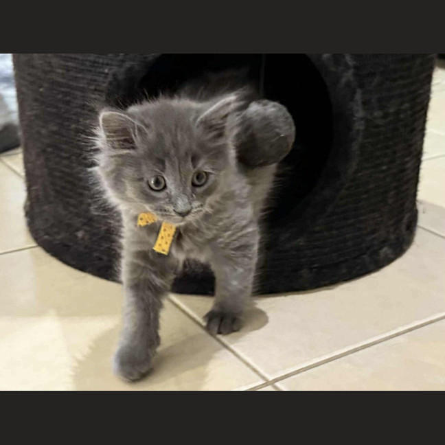 Photo of Richo ** 2nd Chance Cat Rescue**